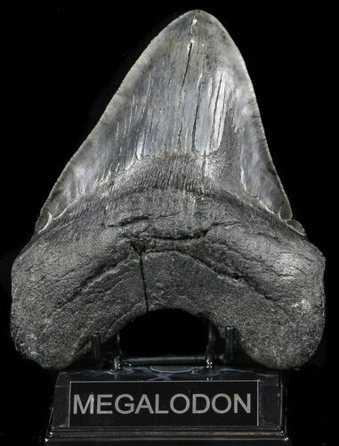 Fossil Megalodon Tooth - Monster Meg Tooth #56465
